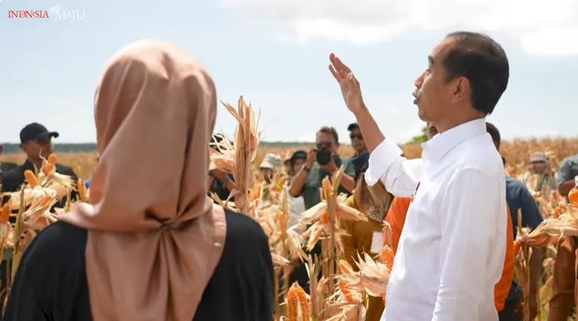 Produksi Jagung Naik, Jokowi: Jaga Stabilitas Harga